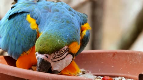 Colorful-Macaw-parrot-eating-food-during-daytime,close-up-shot