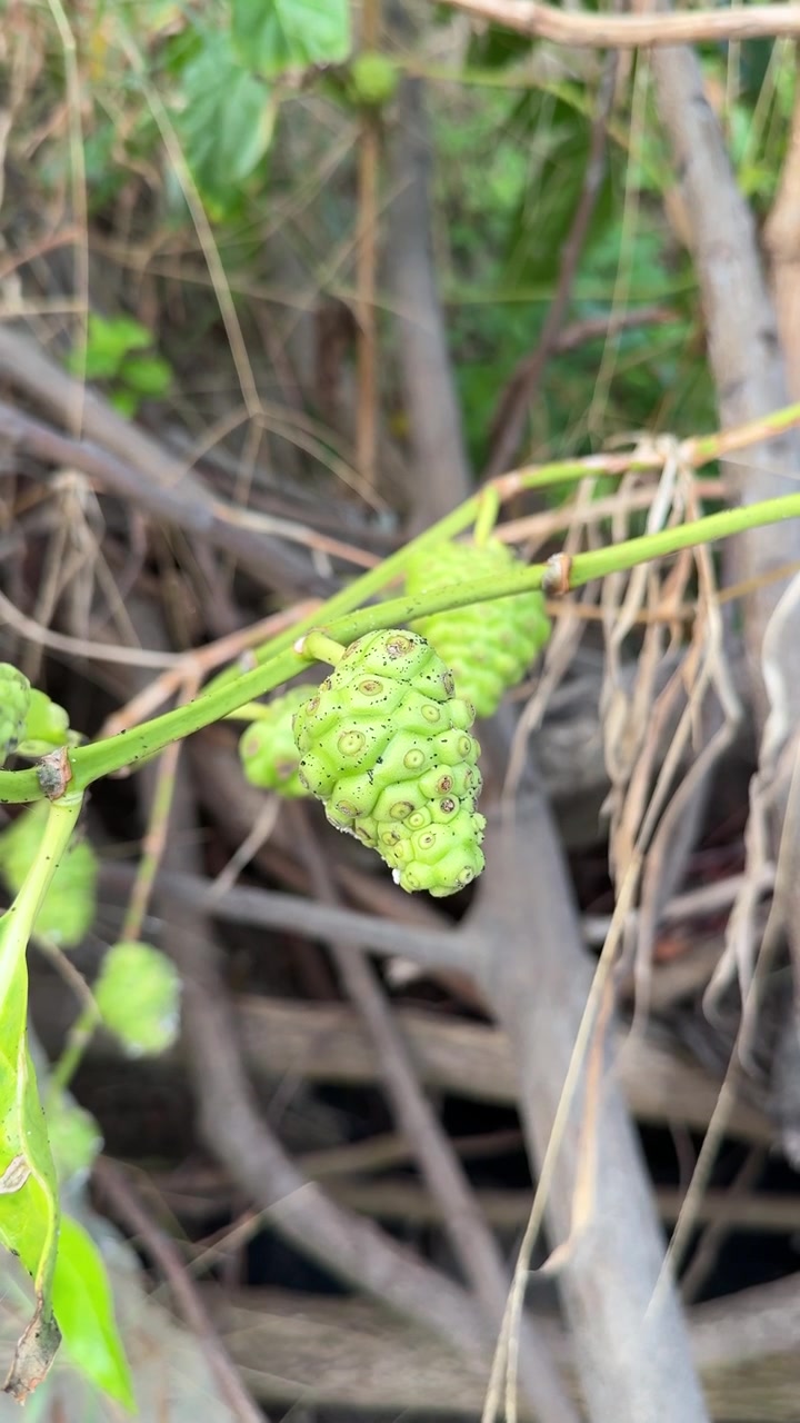Primo piano di un frutto di Noni verde che cresce su un ramo