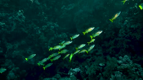 School-Of-Dory-Snapper-Fish-Swimming-Under-The-Sea-With-Beautiful-Corals---underwater