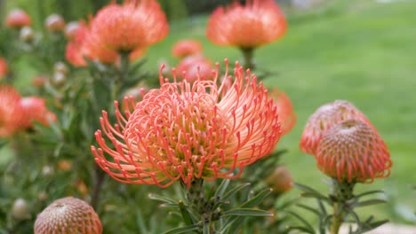 close up orbit shot around beautiful red australian waratah's