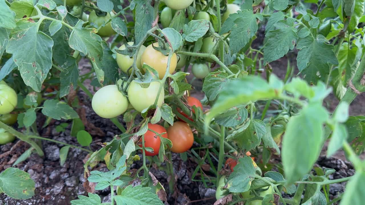 Tomatos growing in the farm