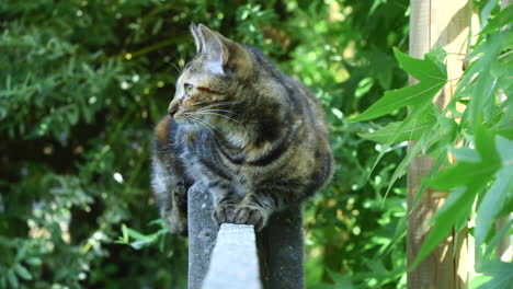 Un-Gato-Sentado-En-Una-Valla-Y-Mirando-A-Su-Alrededor