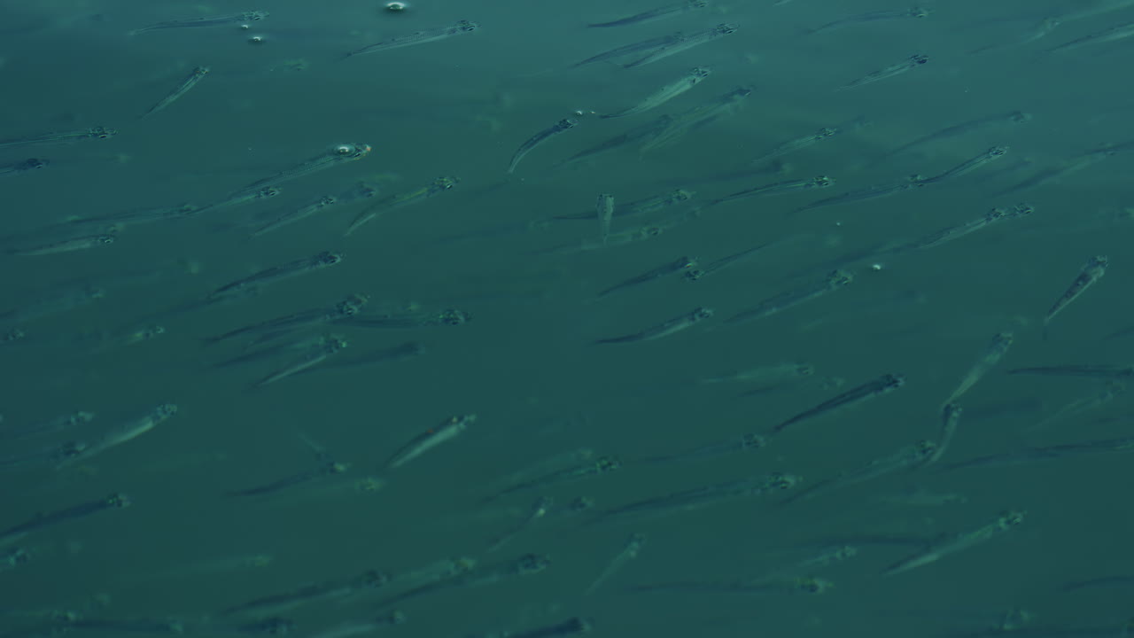 A school of small fish swimming near the water surface o the Mediterranean sea