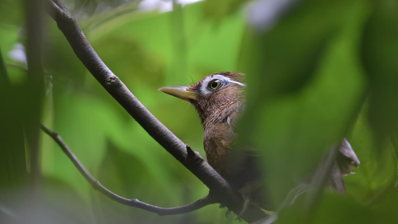 un vistazo al raro hwamei chino