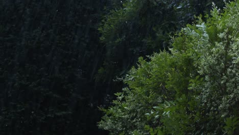 heavy rain falling on lush greenery