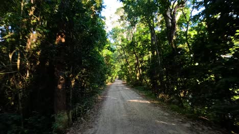 un viaje tranquilo por un camino del bosque