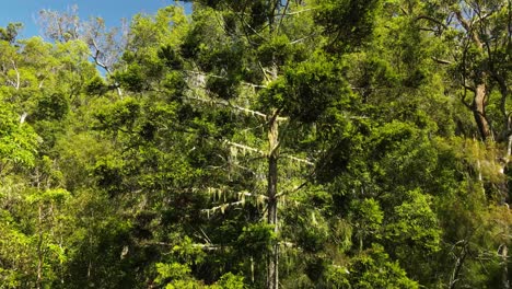 Vista-única-De-Un-Gran-Pino-De-Aro-Australiano-Cubierto-De-Líquenes-En-Cascada-Que-Emergen-De-Un-Antiguo-Bosque-En-Crecimiento