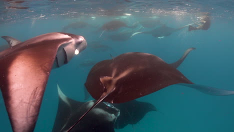 underwater view of large school of manta ray swimming close to surface