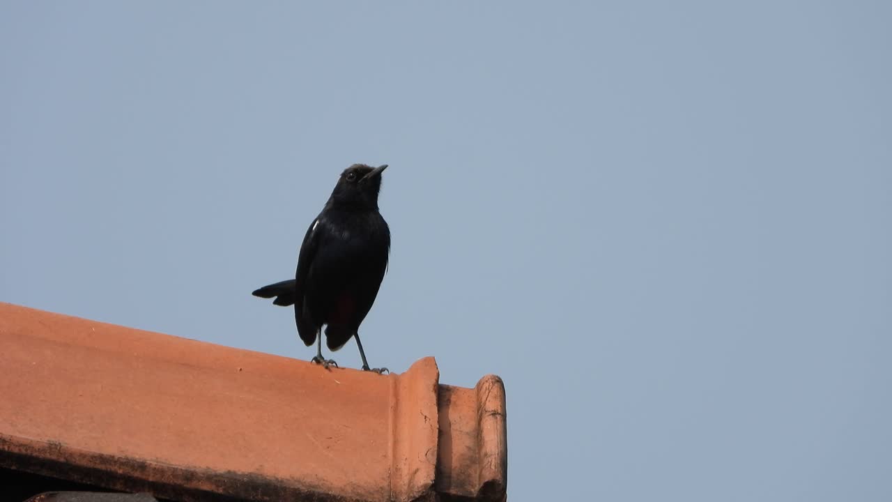 Indian black robin bird in house top .