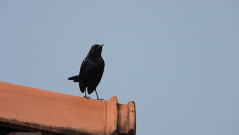 indian black robin bird in house top .