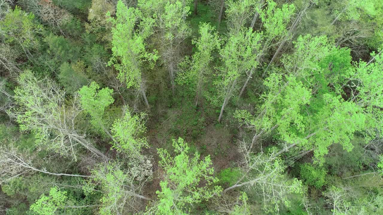 Downward View Gatlinburg Trees in Tennessee