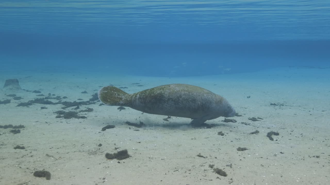 A manatee swims peacefully above sandy bottom in a crystal-clear Florida spring, accompanied by an invasive sucker catfish grazing along its body