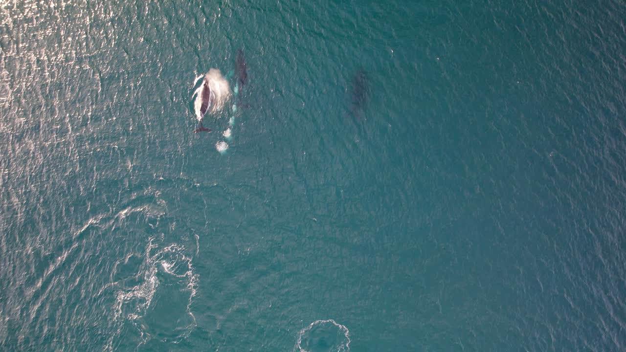 Aerial View Of Humback Whale Surfacing And Blowing Mist In The Ocean. slow motion
