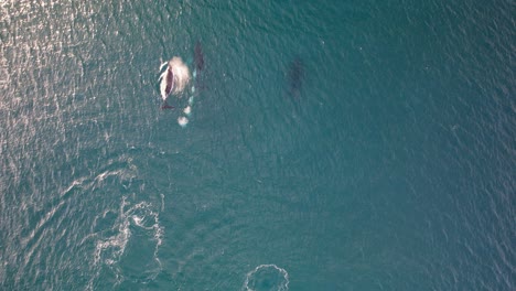 aerial view of humback whale surfacing and blowing mist in the ocean. slow motion