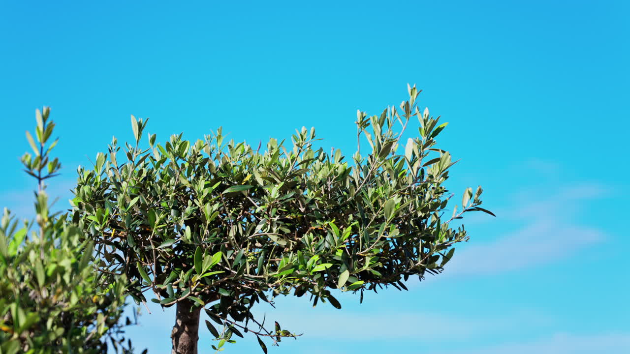 Close up of an olive tree on the blue sky background
