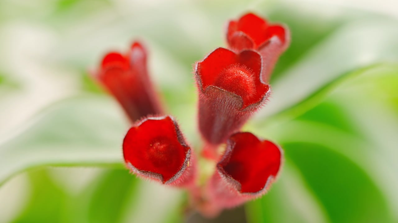 Toma macro de flores de planta de pintalabios rojas con vívido detalle de primer plano.