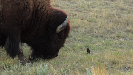 american bison grazing on grass field, close up of head with horns, grasslands national park