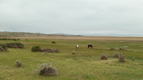 Flying-Low-over-Grassland-with-Wild-Horses-Grazing