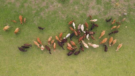 Top-down-aerial-of-many-Buffalos-cattle-grazing-in-vast-flat-grassland,-happy