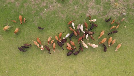 top down aerial of many buffalos cattle grazing in vast flat grassland, happy