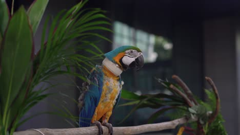 Loro-Grande-Y-Colorido-Parado-En-Una-Rama-De-árbol