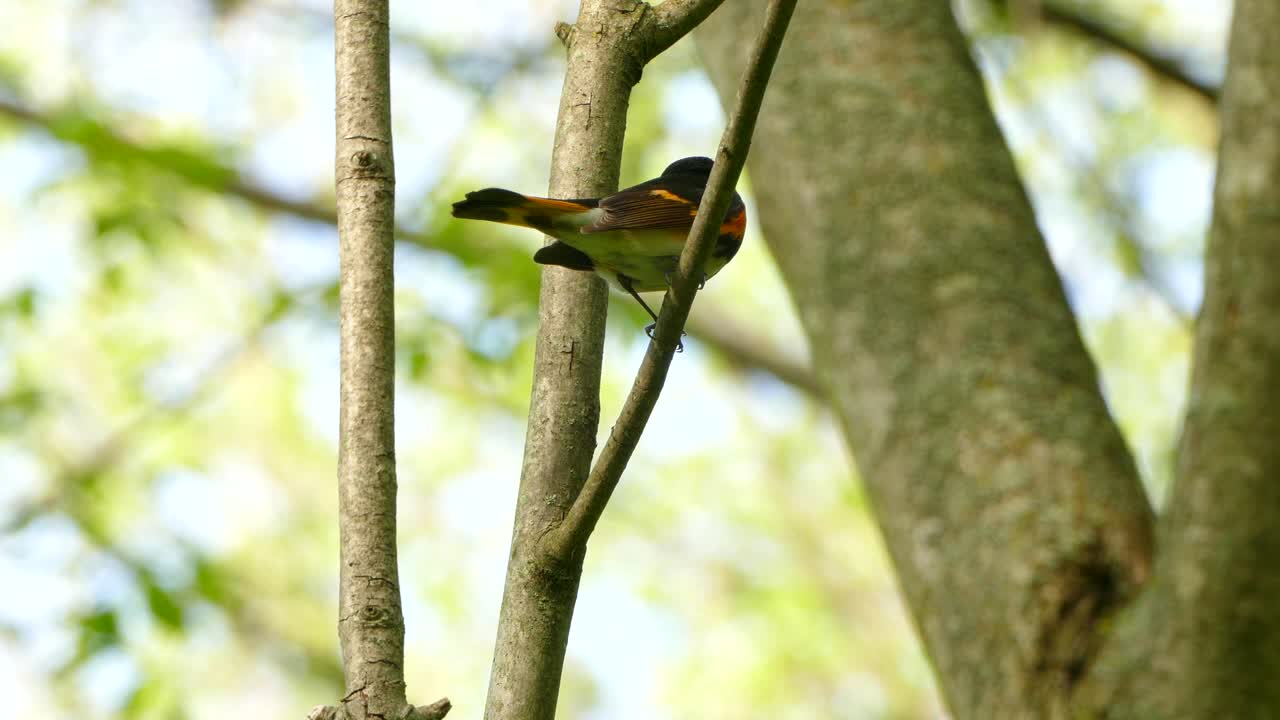 cerca de colirrojo americano en rama cantando para atraer compañeros y vuela lejos