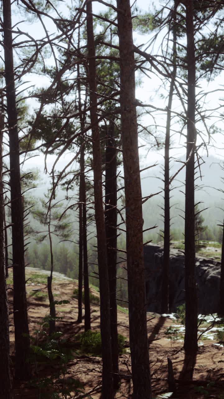 escena del bosque de pinos