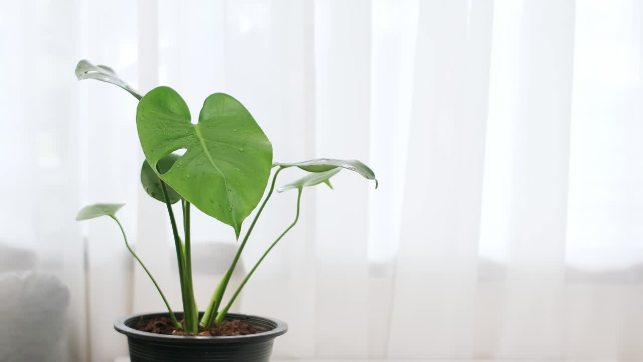 白いカーテンを背景に、テーブルの上の植木鉢に飾られたモンステラ（またはスイスチーズプラント）のエキゾチックな緑の葉。
