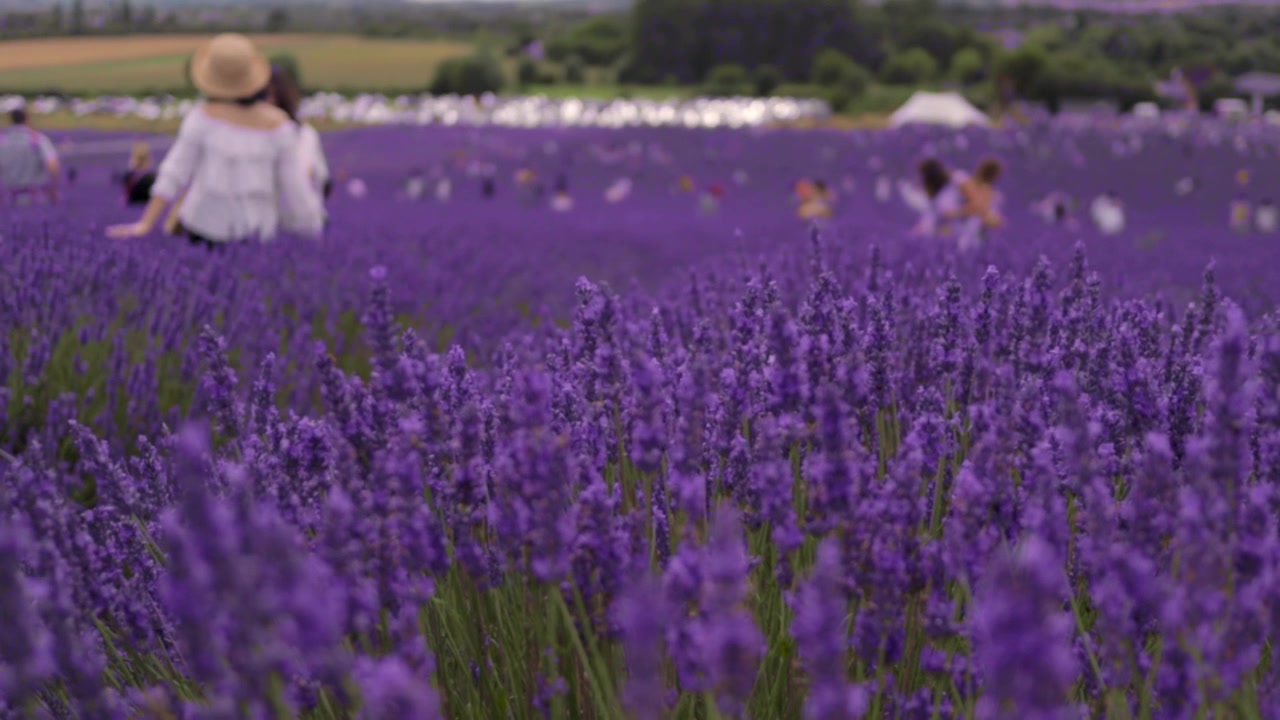 Campo di lavanda con persone in bokeh sullo sfondo