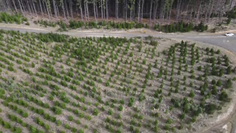 Drone-aerial-pan-up-over-young-pine-forest-showing-a-tall-green-pine-forest-with-a-tesla-parked-on-the-road