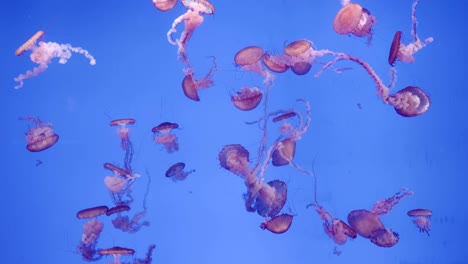 cinematic portrait of a large jellyfish