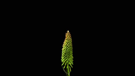 Kniphofia-O-Flor-De-La-Planta-Pocker-Al-Rojo-Vivo-Creciendo-Y-Moviendo-El-Lapso-De-Tiempo-Con-Fondo-Alfa-Negro