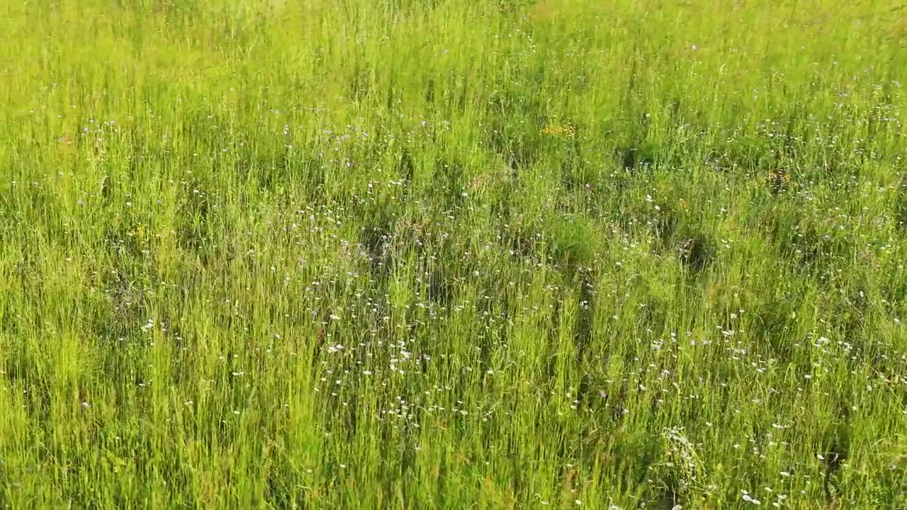 Prato verde con fiori di campo che ondeggiano nel vento leggero