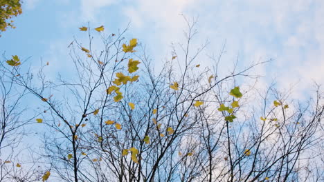 bottom-up skyward shot of branches with yellow autumn leaves