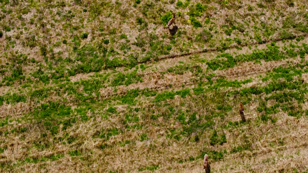Roe Deer, Capreolus capreolus, United Kingdom; an overhead shot then tilts upward revealing four individuals grazing on grass and then running away