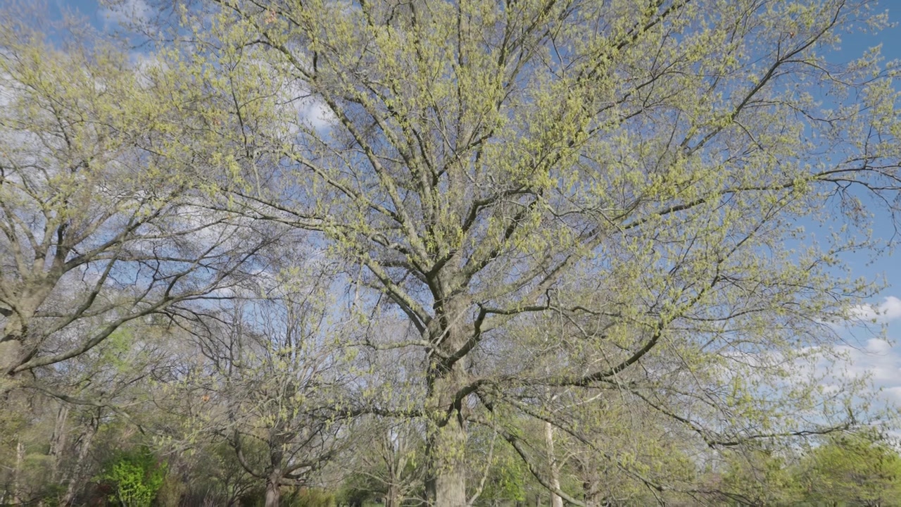 La telecamera si inclina verso il basso da un cielo azzurro brillante con nuvole soffici. Foglie verdi fresche di un grande albero primaverile incorniciano la vista di un ampio parco erboso sottostante