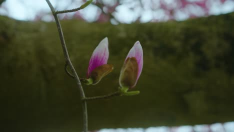 pink magnolia buds on branch