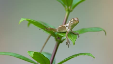 brown lizard clinging to green plant stem, blurred background, in natural daylight, detail on reptile's texture