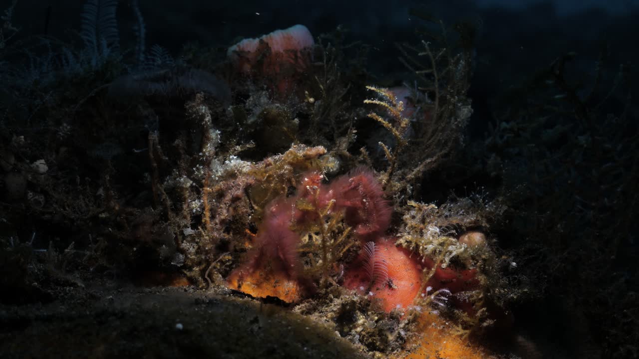 un cangrejo orangután se mueve lentamente a través de un bosque de coral blando en busca de comida