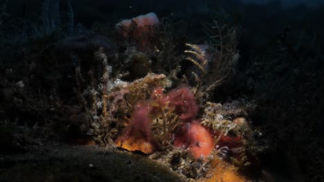 An-Orangutan-Crab-moves-slowly-through-a-soft-coral-forest-in-search-of-food