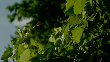 Grape-vine-close-up,-focus-shift