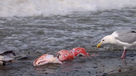 glaucous-winged gull eating fish heads that have washed ashore at the beach on the kenai peninsula in alaska