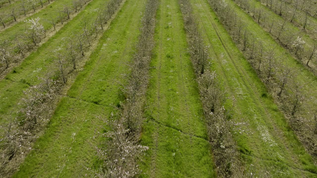 꽃 영국 과수원 줄 나무 공중 전망 과일 농업 봄 영국