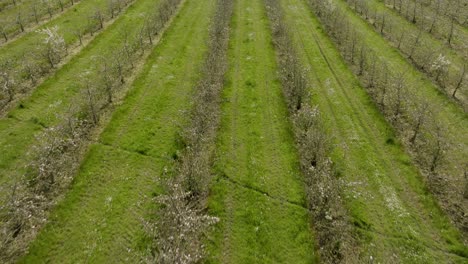 Flor-Huerto-Inglés-Filas-árboles-Vista-Aérea-Cultivo-De-Frutas-Primavera-Reino-Unido