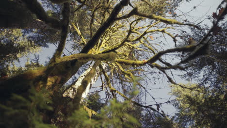 tiro de gran angular de las ramas de las copas de los árboles cubiertas de musgo en el bosque