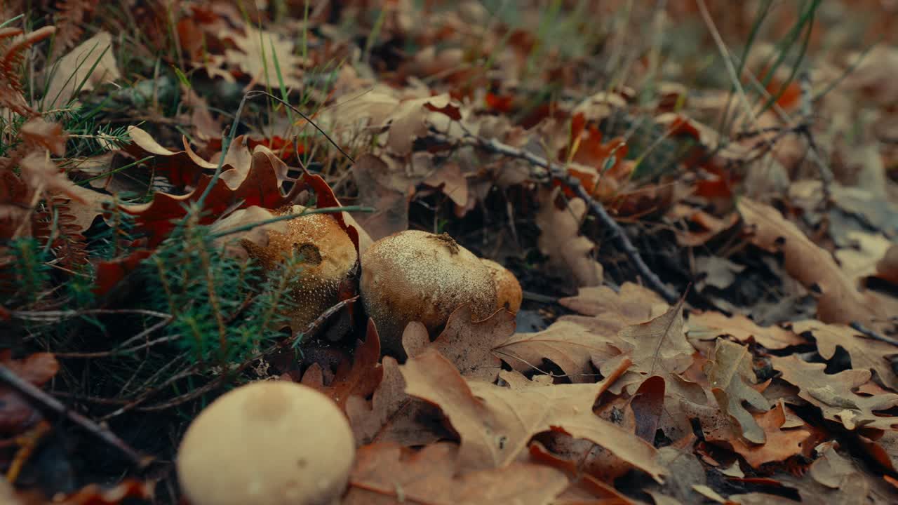 Puffball Mushrooms Releasing Spores on Autumn Forest Floor