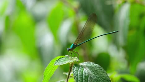 perched on top of a plant seen in the forest as the camera zooms in, clear-winged forest glory, vestalis gracilis, thailand