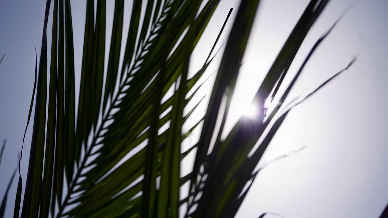 ヤシの葉を通して差し込む太陽の光をローアングルで捉えたビデオショット、穏やかでトロピカルな雰囲気を作り出す