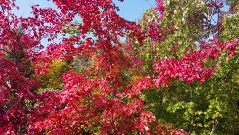 Aerial-footage-through-treetops-with-autumn-colored-leaves