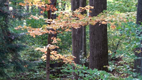 a branch of colored autumn leaves in the forest